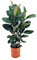Attitude Jardin - Ficus elastica robusta - plante caoutchouc - 70-80 cm - ⌀ 24 cm - plante d'intérieur