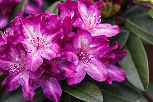 Rhododendron Hybride 'Anatevka' 60–70 cm – Winterhart, Immergrün, Mehrjährig – Rhododendron – Zierstrauch für Garten & Kübel