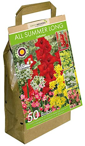 50 All Summer Long Vibrant Flowering Bulbs | Mixed Coloured Bulbs | Big Value Pack | Eco Packaging | Bee & Butterfly Friendly | Plant Now Ready to Bloom in Summer