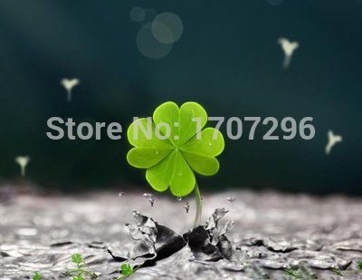 Trébol de cuatro hojas semi - 50 pc/lotería