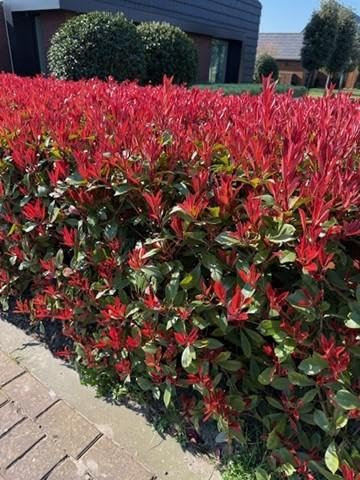 GreenboutiQ - Heckenpflanzen - Photinia fraseri Carre Rouge - rot grün Blatt - 8 Pflanzen - 1 laufender Meter - immergrün - Topf 9cm Höhe 30-35cm