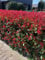 GreenboutiQ - Heckenpflanzen - Photinia fraseri Carre Rouge - rot grün Blatt - 8 Pflanzen - 1 laufender Meter - immergrün - Topf 9cm Höhe 30-35cm