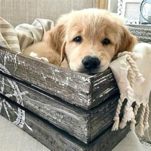 Bimkole 5D Diamond Painting Zubehör Golden Retriever Tiere Bilder, DIY Tiere Diamant Malerei Kit Hunde Voll Runde Bohrer Malen nach Zahlen Malerei Stickerei Kreuzstich Diamond Dekoration (30x30 cm)