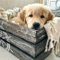 Bimkole 5D Diamond Painting Zubehör Golden Retriever Tiere Bilder, DIY Tiere Diamant Malerei Kit Hunde Voll Runde Bohrer Malen nach Zahlen Malerei Stickerei Kreuzstich Diamond Dekoration (30x30 cm)