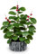 Arborus Künstliche Pflanzen im Topf Kunstpflanzen mit Rote Beeren 36 cm Künstlicher Ficus Grün Kunstpflanzen Dekopflanzen für Tisch Deko Fensterbank Deko Zimmer Deko Büro Deko Weihnachten Deko