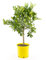 Italienische Limequat - Citrus x floridana, 80 cm, Exotischer Zitrusbaum, Pflegeleicht & Ertragreich, Ideal für Terrasse & Wintergarten