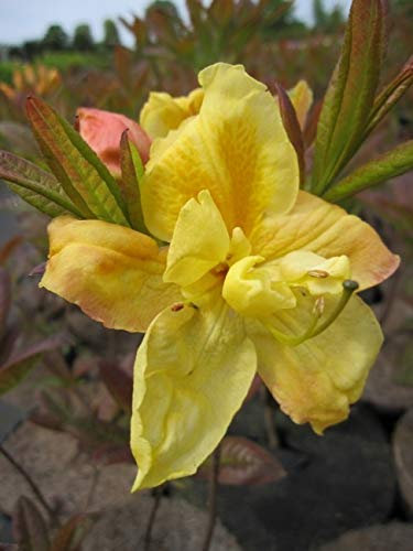 Rhododendron luteum Golden Sunset - Azalea Golden Sunset