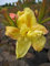 Rhododendron luteum Golden Sunset - Azalea Golden Sunset
