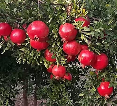 Albero alberello di MELOGRANO DENTE DI CAVALLO - pianta da frutto da esterno in vaso da trapianto altezza variabile secondo disponibilità (minimo 130 cm)
