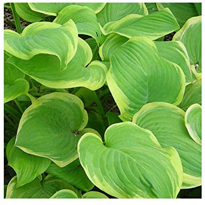 Hosta 'Fragrant bouquet' 9cm Pot Size