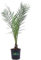 Pianta di Palma delle Canarie Pianta di Phoenix Canariensis palma in vaso pianta ornamentale pianta vera Palrma da esterno venduta da eGarden.store