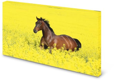 Magnettafel Pinnwand Bild Pferd Brauner Rapsfeld XXL gekantet Größe 60 x 40 cm
