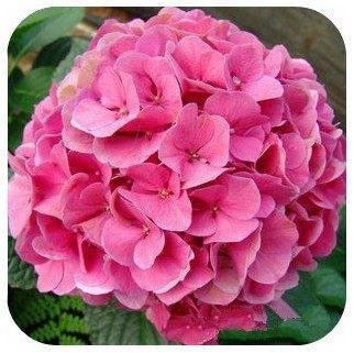 Hortensia 300 PZ Misto Piante di Ortensia Fiori Giardino Pianta Viburnum macrocephalum Fort Shippin Libero: Giallo Chiaro
