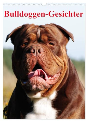 Bulldoggen-Gesichter (Wandkalender 2026 DIN A3 hoch), CALVENDO Monatskalender: Die beeindruckenden Gesichter verschiedene Bulldoggen-Zuchtlinien (CALVENDO Tiere)