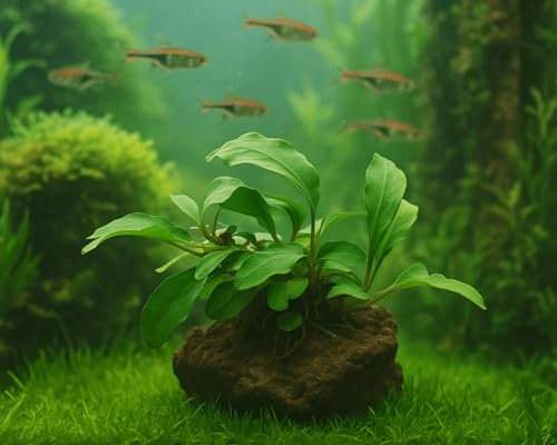 Bucephalandra spec. 'Shiny Green' auf Lavastein | Wasserpflanze fürs Aquarium | Pflegeleichte Aquariumpflanze | Ideal für Aquascaping
