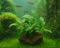 Bucephalandra spec. 'Shiny Green' auf Lavastein | Wasserpflanze fürs Aquarium | Pflegeleichte Aquariumpflanze | Ideal für Aquascaping