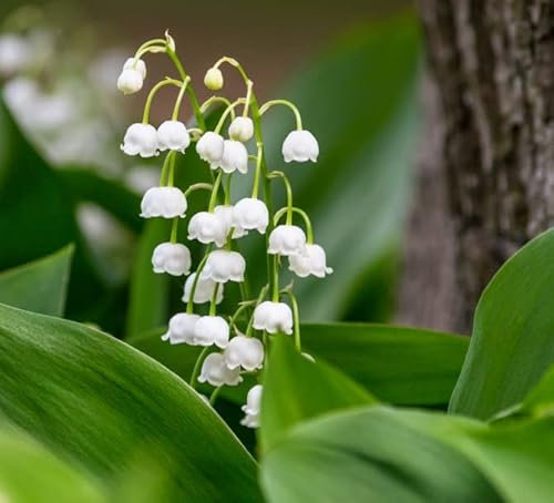 Convallaria majalis (Lily of The Valley) TopSize x5 Flower Bulbs, Ready for Planting