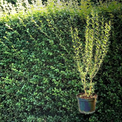 Hecken Helge/Wintergrüner Liguster / 100-125 cm / 9 Stück / 3 Meter