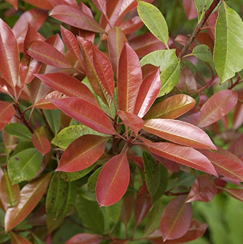 Glanzmispel Robusta Compact 60-80cm - Photinia fraseri - Gartenpflanze