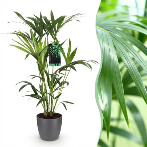 Green boutiQ - Zimmerpflanze - Howea Forsteriana - Kentia Palme - Wenig Pflege - Grün - 1 Pflanze - mit Potter Grau - Topf 19cm - Höhe 80-85cm