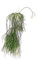 POWERS TO FLOWERS - RHIPSALIS PHILOCARPA A FIORE PICCOLO, vaso 15cm, pianta vera