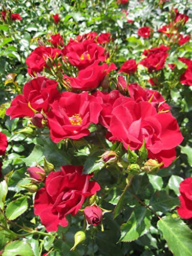 Rosa Marondo ® - Beetrose Marondo ® - Kordes Rose