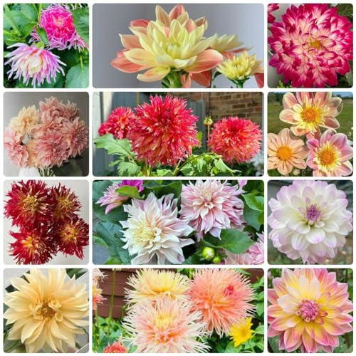200 Pcs Dahlien Samen Winterhart - Wildflower, Gartendeko Für Draußen, Blumendeko,Dahlia Pinnata, Wildblumensamen, Nachhaltige Geschenke Für Frauen Geschenke Für Gärtner, Winterharte