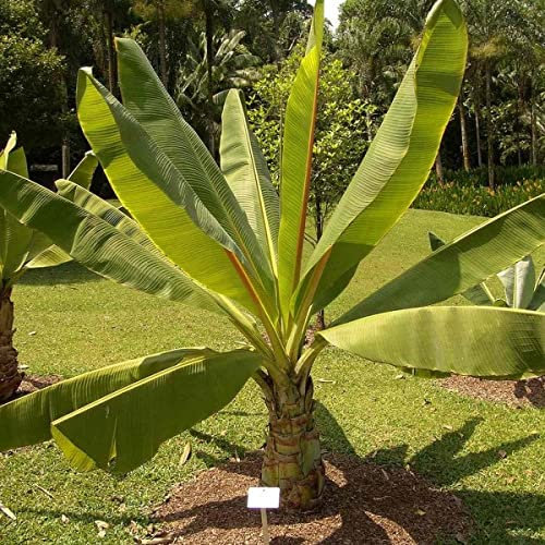 Musa Ensete 5 Bananenpflanzen-Tropenbaum-Zimmerpflanzensamen