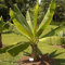 Musa Ensete 5 Bananenpflanzen-Tropenbaum-Zimmerpflanzensamen