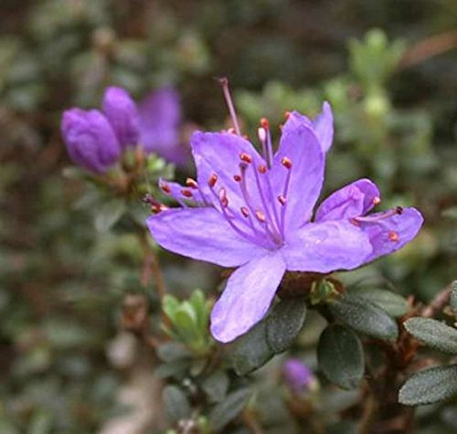 Zwerg Rhododendron Buchlovice 20-25cm - Rhododendron impeditum - Zwerg Alpenrose