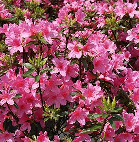 Japanische Azalee Madame Albert v. Hecke 40-50cm - Rhododendron obtusum - Zwerg Alpenrose - Gartenpflanze
