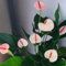 200 pcs Anthurium Clarinervium Samen - indoor garten zimmerbonsai bonsai, Anthurium andraeanum, pflanztöpfe luftreinigende zimmerpflanzen wildblumensamen indoor plants zimmerpflanze