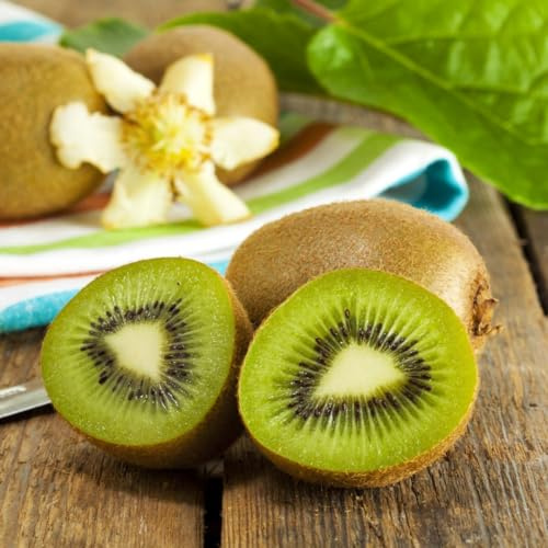 Hardy Kiwi Fruit Plant 'Jenny' – Self-Fertile Climbing Vine | Sweet Edible Fruit | Ideal for UK Gardens, Patio or Greenhouse | Easy Grow Fruit Tree 3 Litre Pot x2 By Thompson & Morgan