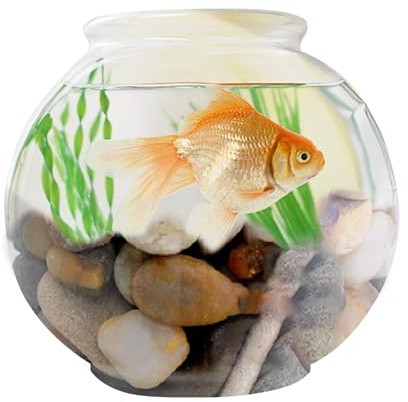 Dekorative Kiessteine ​​– 1 kg, natürlich poliert, Flusssteine, glatte Kieselsteine ​​für Garten, Aquarium, Sukkulenten, Vasenfüller | Einfache Landschaftsgestaltung, Terrarium-Dekoration, Heimpflanze