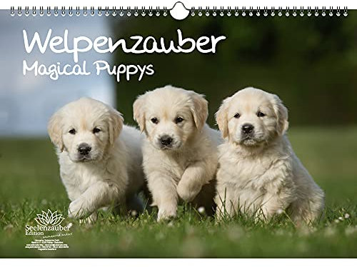 Welpenzauber DIN A3 Kalender - Immerwährender Kalender Hunde Welpen - Seelenzauber