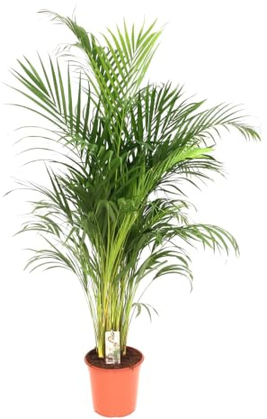 Trendyplants - Areca Palme - Goldpalme - Zimmerpflanze - Höhe 170-190 cm - Topfgröße Ø24cm