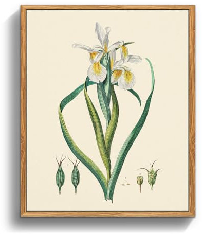 MHARTK66 Vintage Botanisch Leinwand Bilder mit Rahmen Holz, 20x25 cm Klein Wandbilder Wohnzimmer Iris Flaggen Pflanzen Bild Aesthetic, Blumen Illustration Wanddeko Schlafzimmer Badezimmer Büro Zimmer