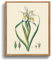 MHARTK66 Vintage Botanisch Leinwand Bilder mit Rahmen Holz, 20x25 cm Klein Wandbilder Wohnzimmer Iris Flaggen Pflanzen Bild Aesthetic, Blumen Illustration Wanddeko Schlafzimmer Badezimmer Büro Zimmer