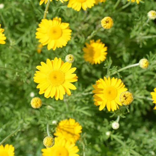 400 pz semi di camomilla del tintore - Anthemis tinctoria - Piante resistenti per balcone, giardino fiorito piante da balcone, regali da giardino piante in vaso estremamente resistenti,
