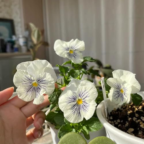 20 piezas Semillas de pensamiento silvestre, productos sostenibles prado de flores flores silvestres, viola tricolor, Semillas de flores silvestres Semillas de pradera de abejas Semillas