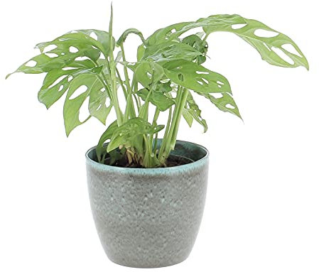 KENTIS - Monstera Adansonii Feuille de Fenêtre - Plantes Tropicales Vertes Naturelles d'Intérieur - H 30-40 cm Pot de Ø 12 cm