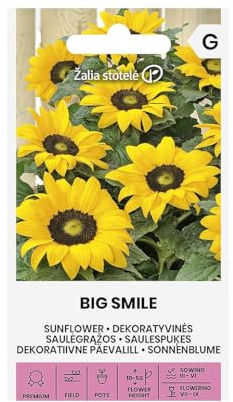 Zalia stotele | Sonnenblumen - BIG SMILE samen | Blumensamen | Pflanze samen | Gardensamen | Einjährige Pflanze, wird um die 15-50 cm hoch | Gartensamen | 1 Pack