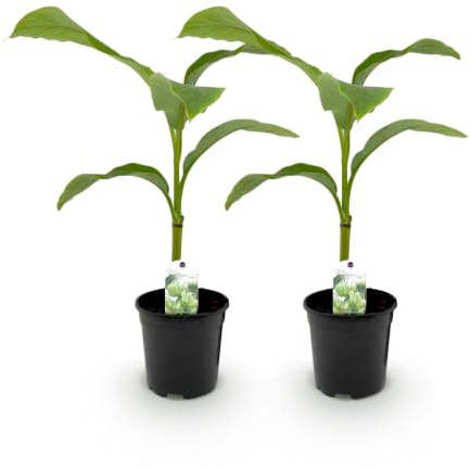 GreenboutiQ - Plante à fruits - Plante à bananes - Musa Basjoo - Rustique - 2 plantes - Pot 17cm Hauteur 40cm