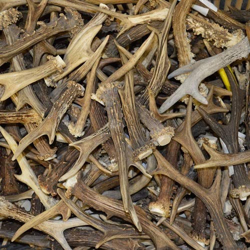 Hi Life Living Nature 1kg Mix Cornes de Chevreuil, Massacre Chasse Bois de cerf FR