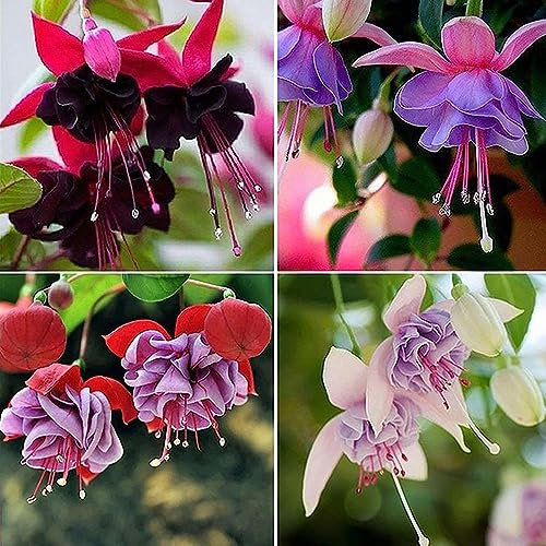 150 pcs fuchsien hängend samen - pflanztöpfe indoor garten geschenk bienenweide saatgut Fuchsia hybrida,Fuchsiensamen bio saatgut blumenwiese wiesenblumen samen topfpflanzen draußen