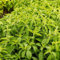 50 pcs Stevia Samen Kaufen - bienenweide mehrjährig Stevia rebaudiana - pflanzenkübel mini garten kräutergarten winterfeste pflanzen für balkon winterfeste pflanzen für balkon kräuter