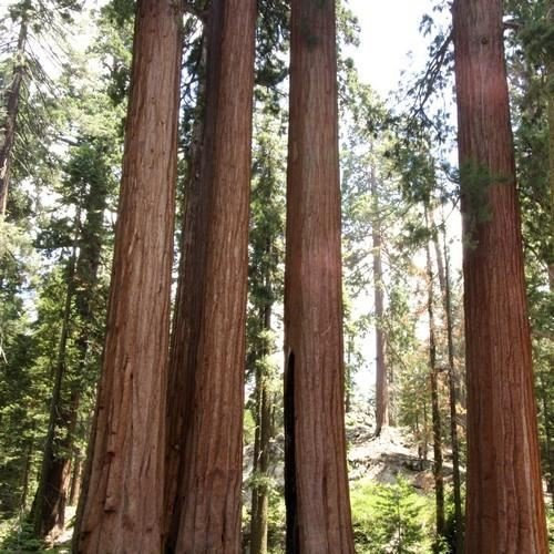 15 Semi Sequoia gigante albero Semi (Sequoiadendron giganteum)