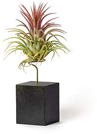 Plantes d'intérieur pour décorer Le Bureau d'étude Facile à Entretenir (Tillandsia Ionantha Ionantha) (x3 Différents Stands - Inclus) (Noir)