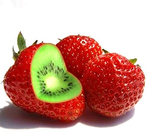 100 Stück Erdbeeren Samen, Erdbeersamen für Garten und Balkon, Erdbeer Samen, Erdbeeren Pflanzen, Garten Blumen, Ideale Garten Pflanzen, Balkon Pflanzen, 100Pcs Strawberry Seeds (Erdbeerkkiwis)