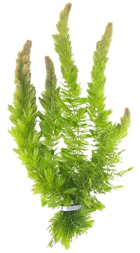 Canton Aquatics Live Fish Aquarium Plants - Hornwort Coontail - Floating or Rooted, Excellent Oxygenator, Perfect for Ponds or Aquariums, Great for Baby Fish, Guppy Grass Substitute